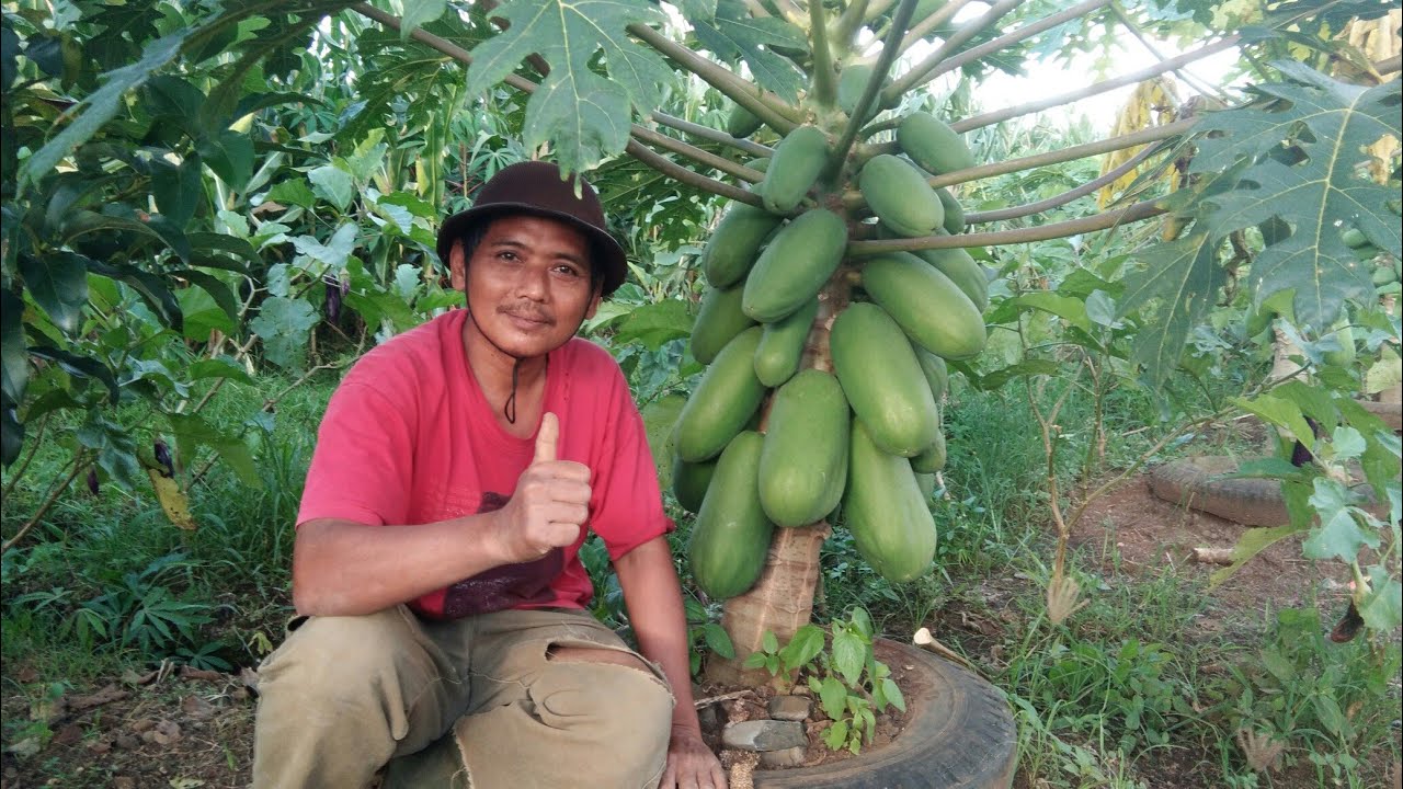 Mengunjungi Bapak Agus Sobirin Petani Pepaya california