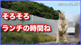 ランチは冷凍ハンバーグ？ホッキョクグマ【リラ】は野菜を挟んで主食を食べる Polar Bears Life