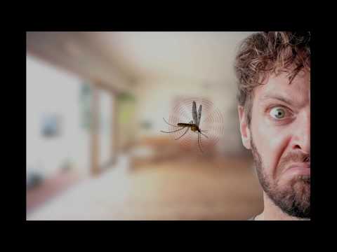 Vídeo: Como os mosquitos se reproduzem?