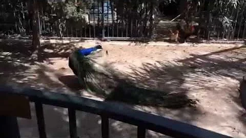 Jasper the peacock shedding his tail feathers - Easy Horse Care Rescue Centre