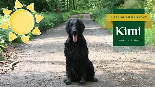 Kimi - Flat Coated Retriever, One Day in July 2021 by Tomas Kypena 4,443 views 2 years ago 2 minutes, 45 seconds