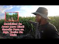 vlog#139 PAGPAPATUBIG SA LAHAT NG SWEET PEARL/GRABE TUYO NA ANG LUPA