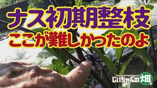 Pruning and Training Eggplant After the 3-Stem Method: Which Side