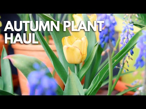 فيديو: أصناف Triumph Tulip - كيفية زراعة Triumph Tulips في الحدائق