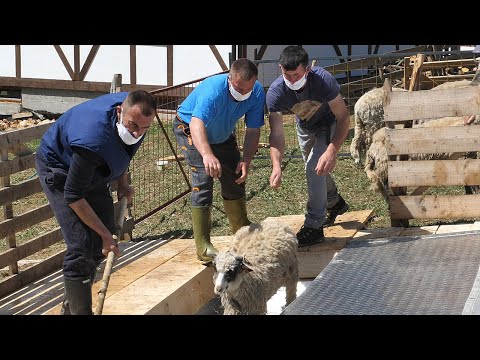 Video: Kako se šišaju ovce: metode, vrijeme, priprema životinje, opis procesa