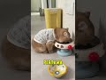 si gembul hobby Makan #cat #cute #kucinglucu #kucing