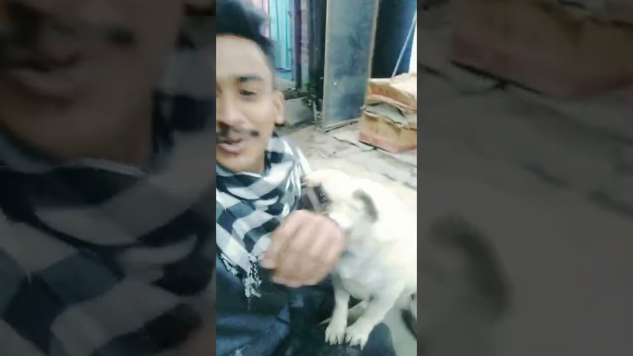 Very nice friendship dogs 😍😍 cute pug 😘😘🥰