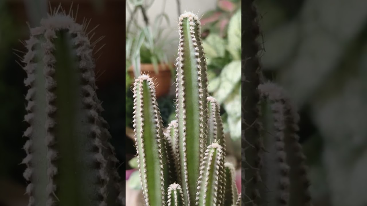 Fairy Castle Cactus.