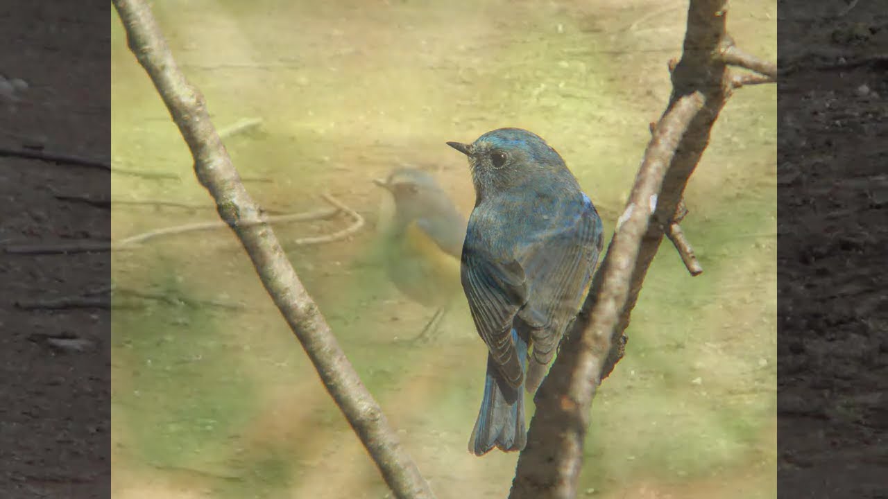 初心者向け】ルリビタキ 瑠璃鶲 Red-flanked Bluetail 【再編集動画