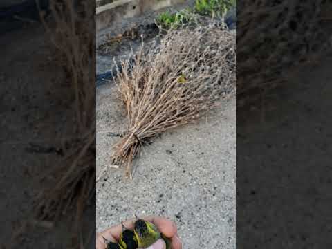 صيد طائر النعار صيد لايك اكسبلور متابعه حسون طائر Explore Like Viral