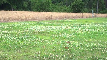 small "Bullz- I" exploding target shot with .22 rifle