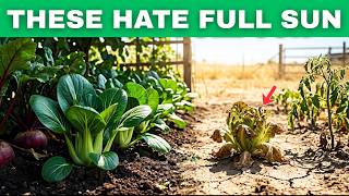 10 Vegetables That Actually Grow Better In Shade Than Sun All Summer