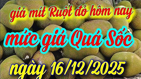 giá mít hôm nay ngày 16/12/2025