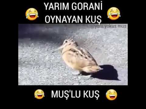 Yarım gorani oynayan muşlu kuş