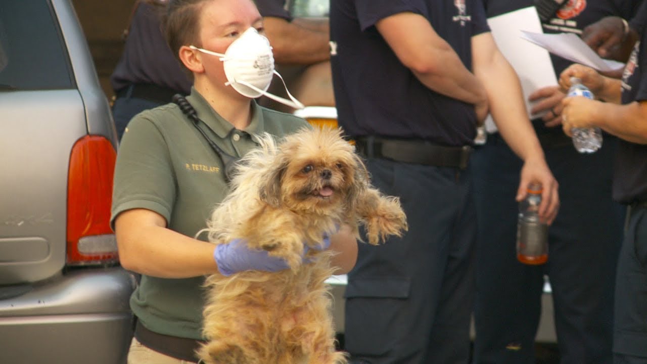 provo utah Massive Hoarding Case in Utah; Over 100 Dogs Rescued