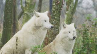 Arctic Wolves Free Video