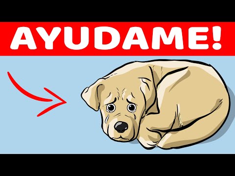 Video: 5 ideas divertidas de voluntariado para ayudar a los perros del refugio