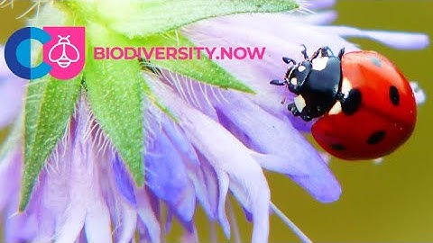 Standarized biodiversity monitoring programs - Aguirre, Molina & Cabrero