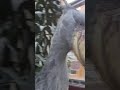 طائر الشوبير أو أبو مركوب أو حذاء النيل صوته الطبيعي كالرصاص طويل وضخم الباقي بالوصف 