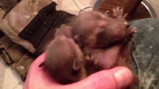 The sound that newborn baby raccoons make. by Animal Trackers Wildlife 16,735 views 8 years ago 8 seconds