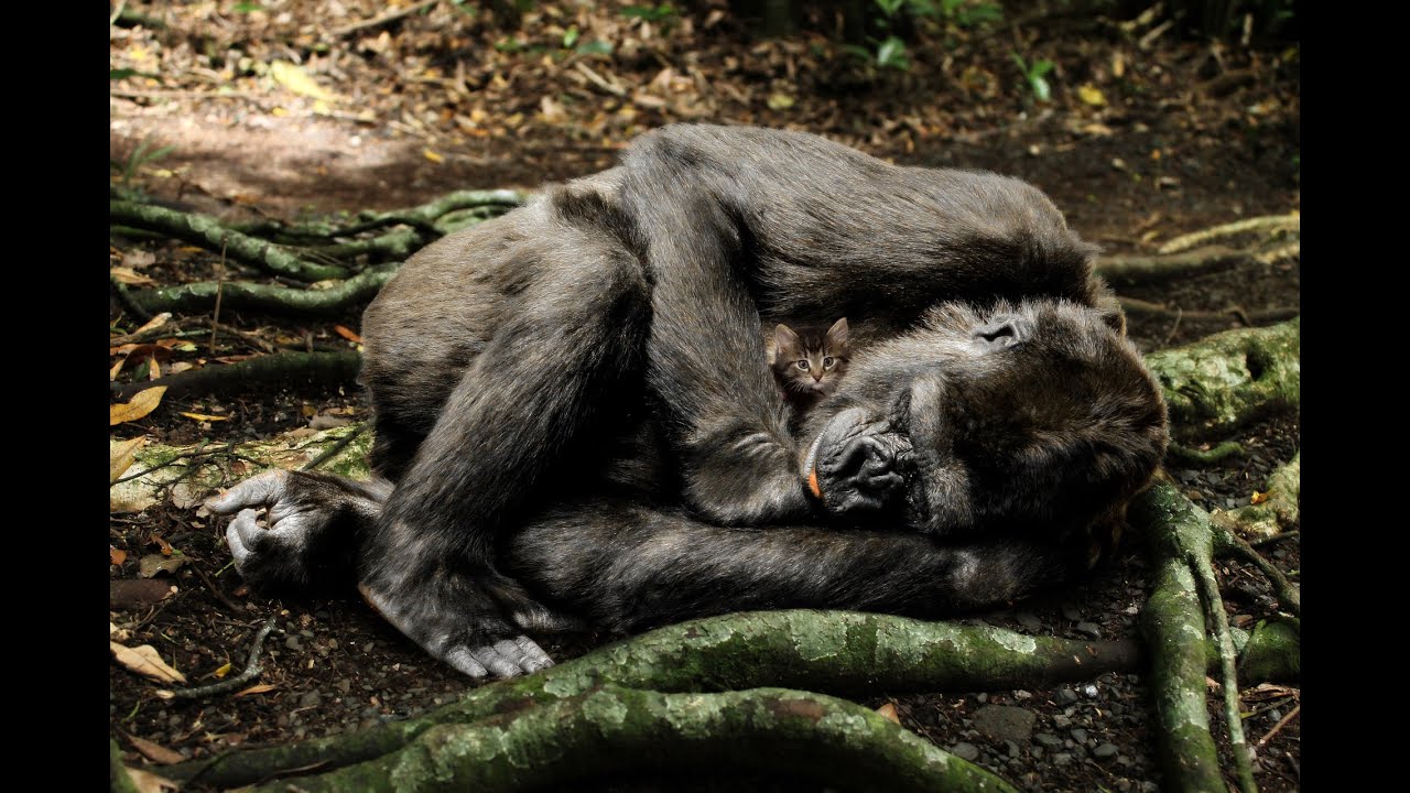 Crickets Sound and Birdsong, the Rustle of Grass - 2 hours of Nature Relax For Deep Sleep ASMR