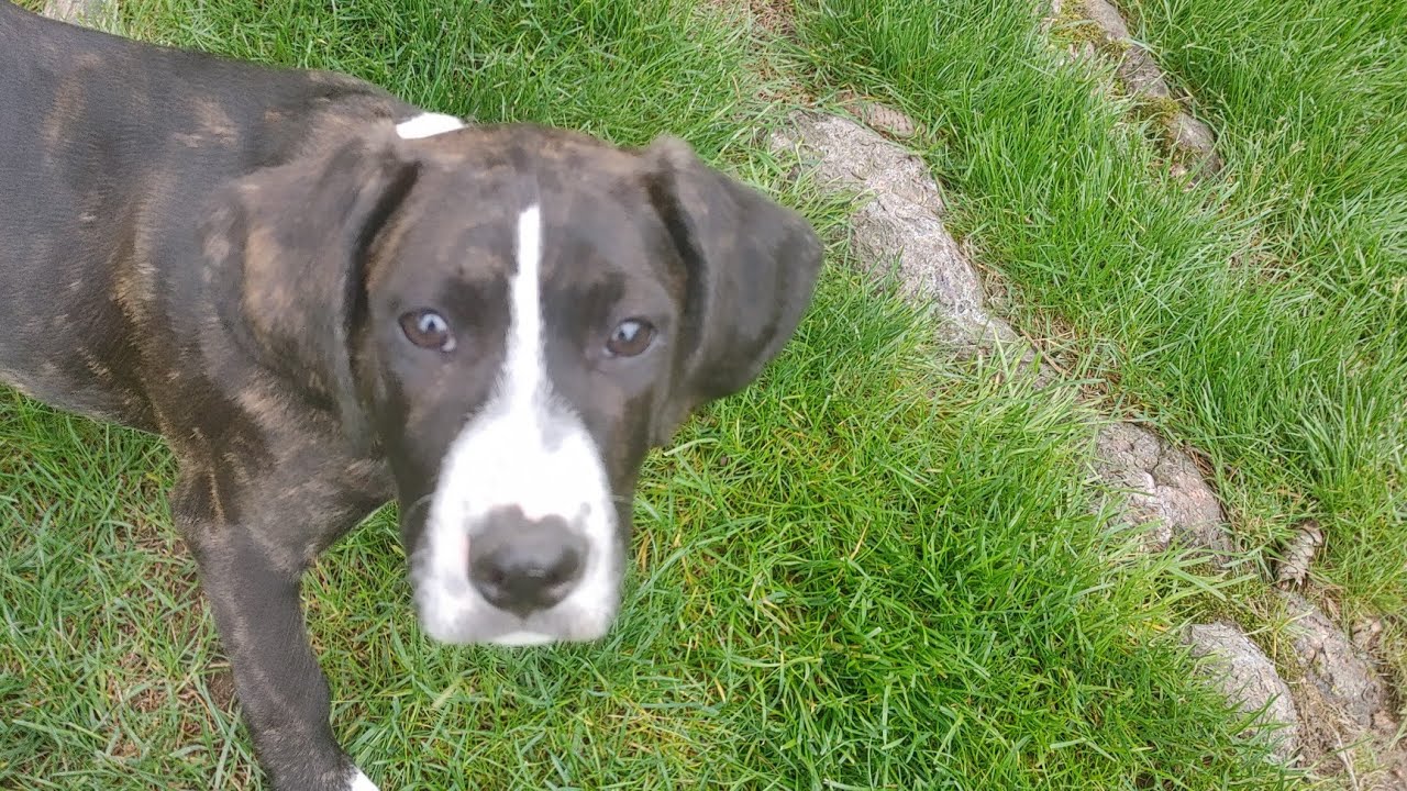 Mountain Cur dog at dog park puppy