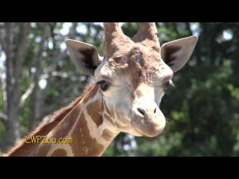 2 Minute Tour of Catoctin Wildlife Preserve and Zoo, Thurmont, MD