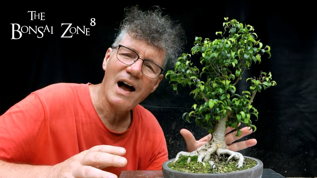 Root Pruning a Problem Ficus, The Bonsai Zone, July 2021