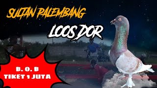 SULTAN PALEMBANG LOSDOR❗❗ DI B. O. B TIKET 1 JUTA | LAPAK SUKOSARI PALEMBANG