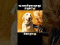 शरारती कुत्ता अब बूढ़ा हो चुका हैं 😱 | #short #anime #movie #recap
