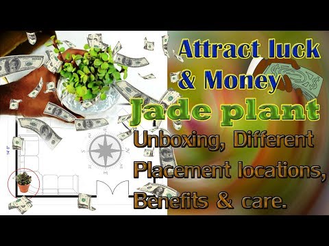 Jade plant placement Feng shui for Luck & Wealth locations direction unboxing setup maintenance care