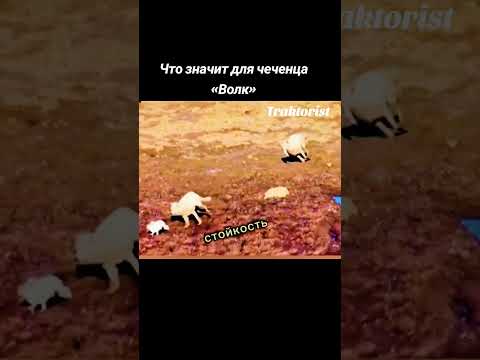 Что значит для чеченца «Волк»