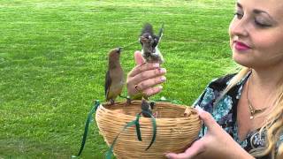 Wild Cedar Waxwing Bird Feeds Babies On Human
