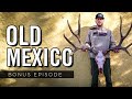 2 MEXICAN Mule Deer Bucks Hit The Ground - BONUS EPISODE