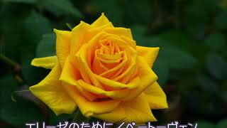 エリーゼのために - YouTube