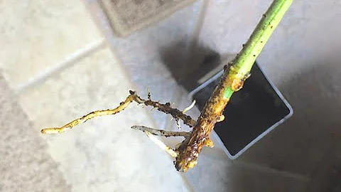 Rooting Citrus Cuttings with Success