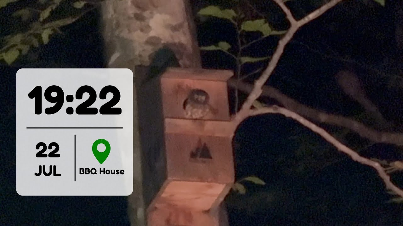 20250722 アオバズク巣立ち間近!