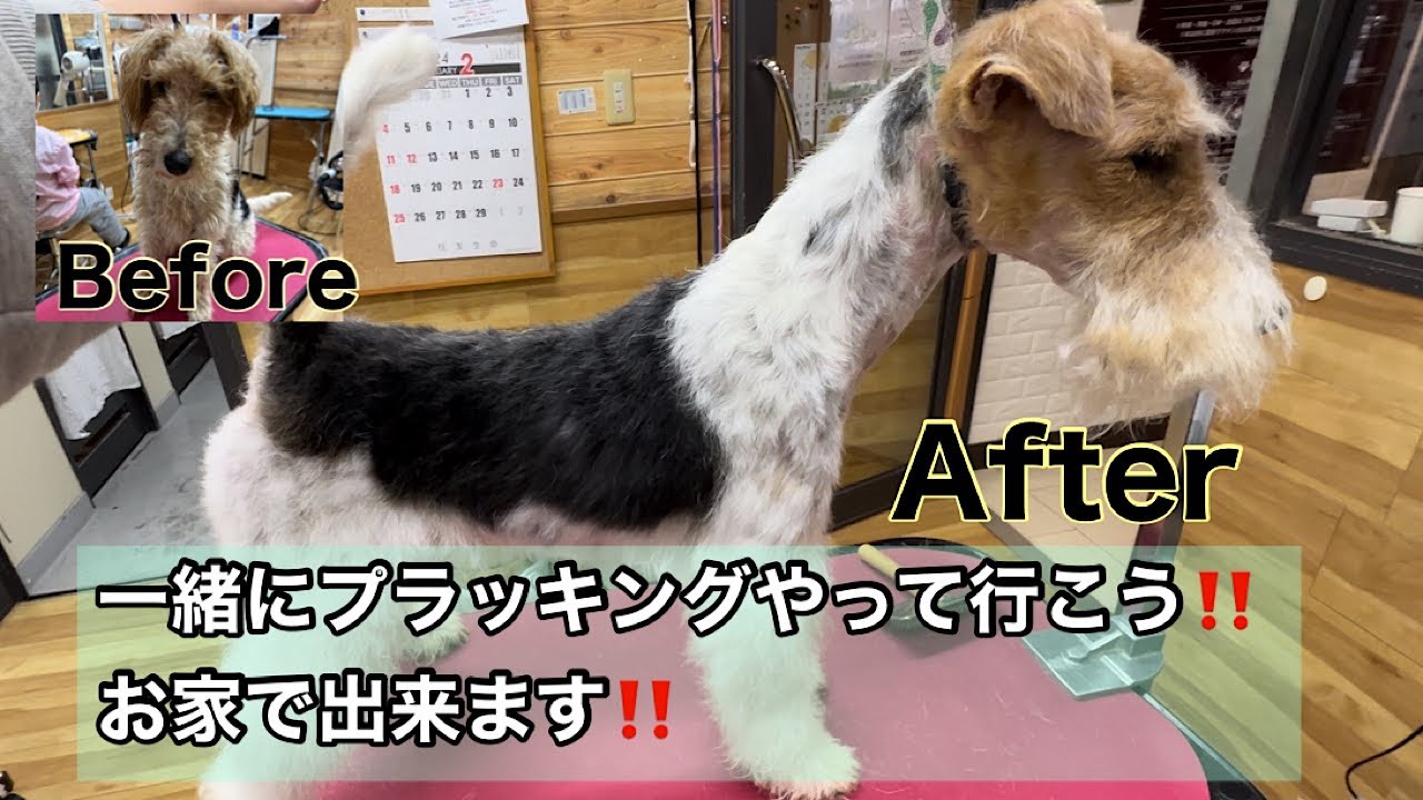 ワイヤーフォックステリア　お家で一緒にプラッキング
