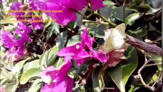 Lepidoptera: Pieridae, Pieris rapae- mating v2