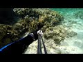 Smaller Grouper the hit (1 of 3)