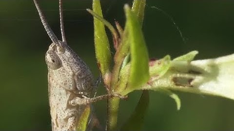 Grasshopper Stock Video