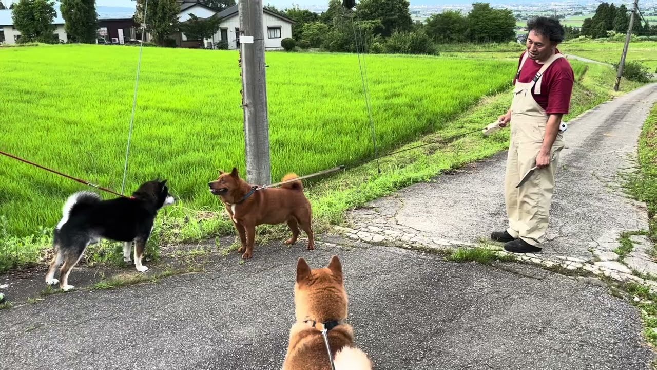 【柴犬vs黒柴vs美濃柴】カイあっち行けや💨武太郎パパに言われて……🤣