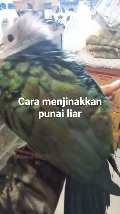 master punai