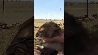 Cute Lion Cub Bites Knee | The Lion Whisperer