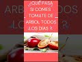DESCUBRE LOS 10 INCREIBLES BENEFICIOS DEL TOMATE DE &Aacute;RBOL  PARA TU SALUD