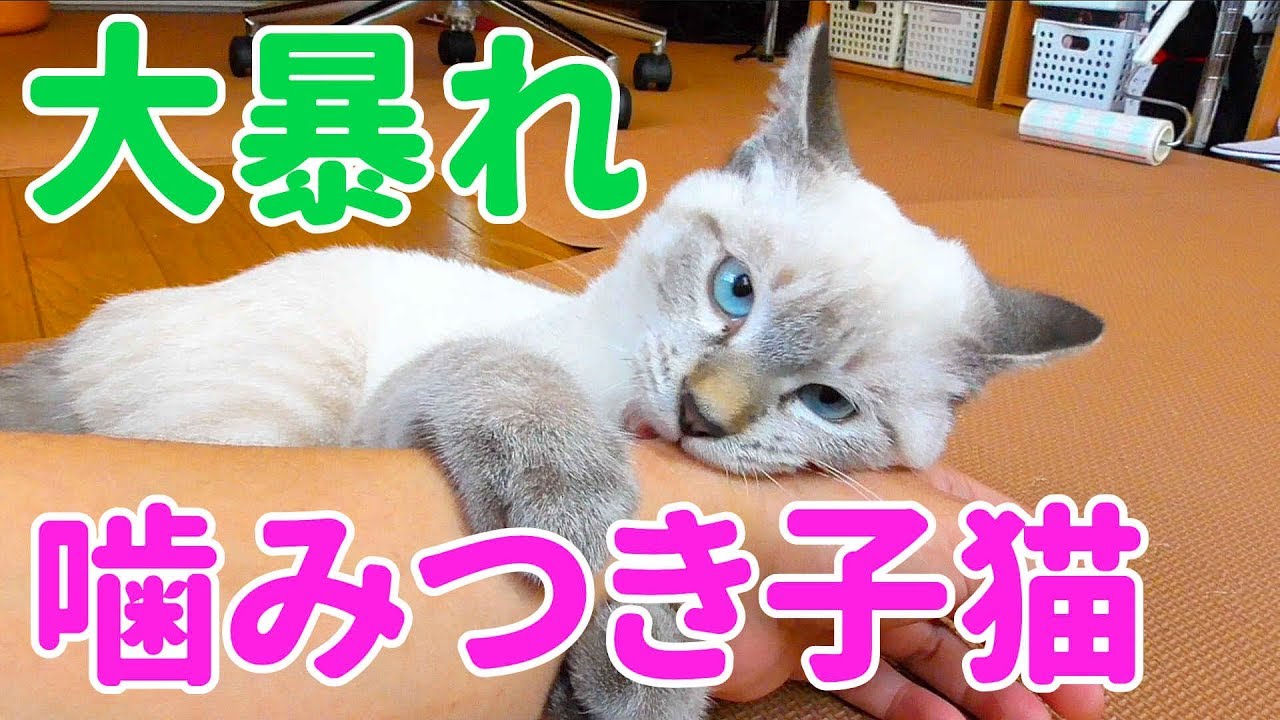 噛みつき子猫が野獣派としての戦闘能力の高さを発揮 本気猫パンチ 猫のデュフィとルノ 猫の成長日記