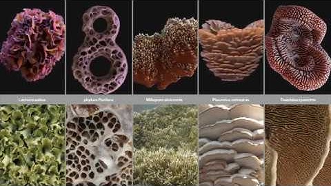 Broken Nature - symposium no.2 - NERI OXMAN