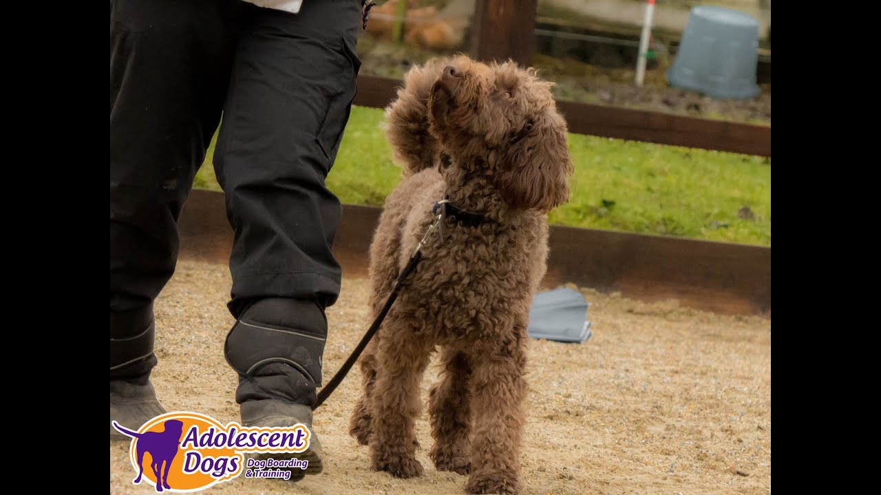 Charlie - Mini Labradoodle - 3 Week Residential Dog Training