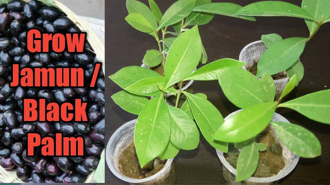how to grow black plum from seed | grow jamun from seed (with updates)