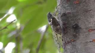 Crazy japanese cicadas